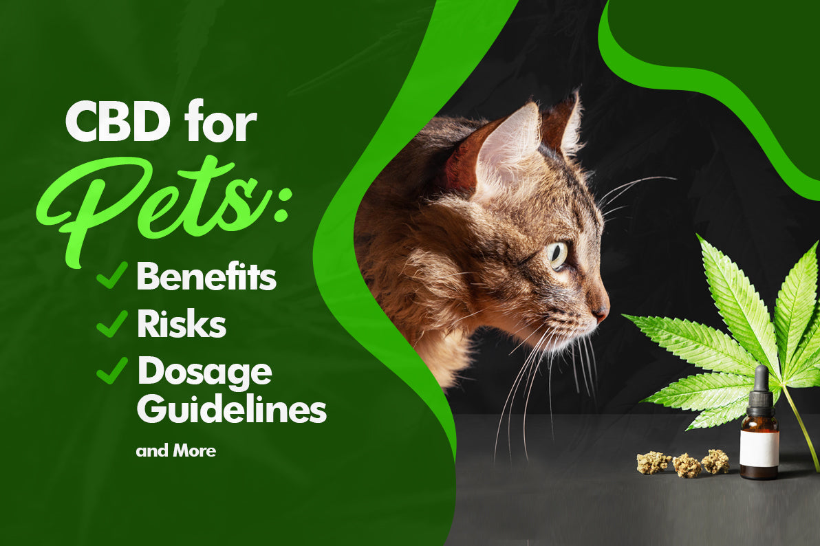 CBD for Pets Benefits, Risks, Dosage Guidelines, and More