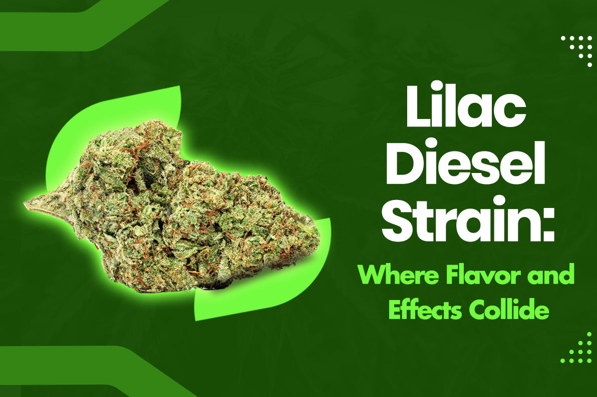 Lilac Diesel Strain: Where Flavor and Effects Collide