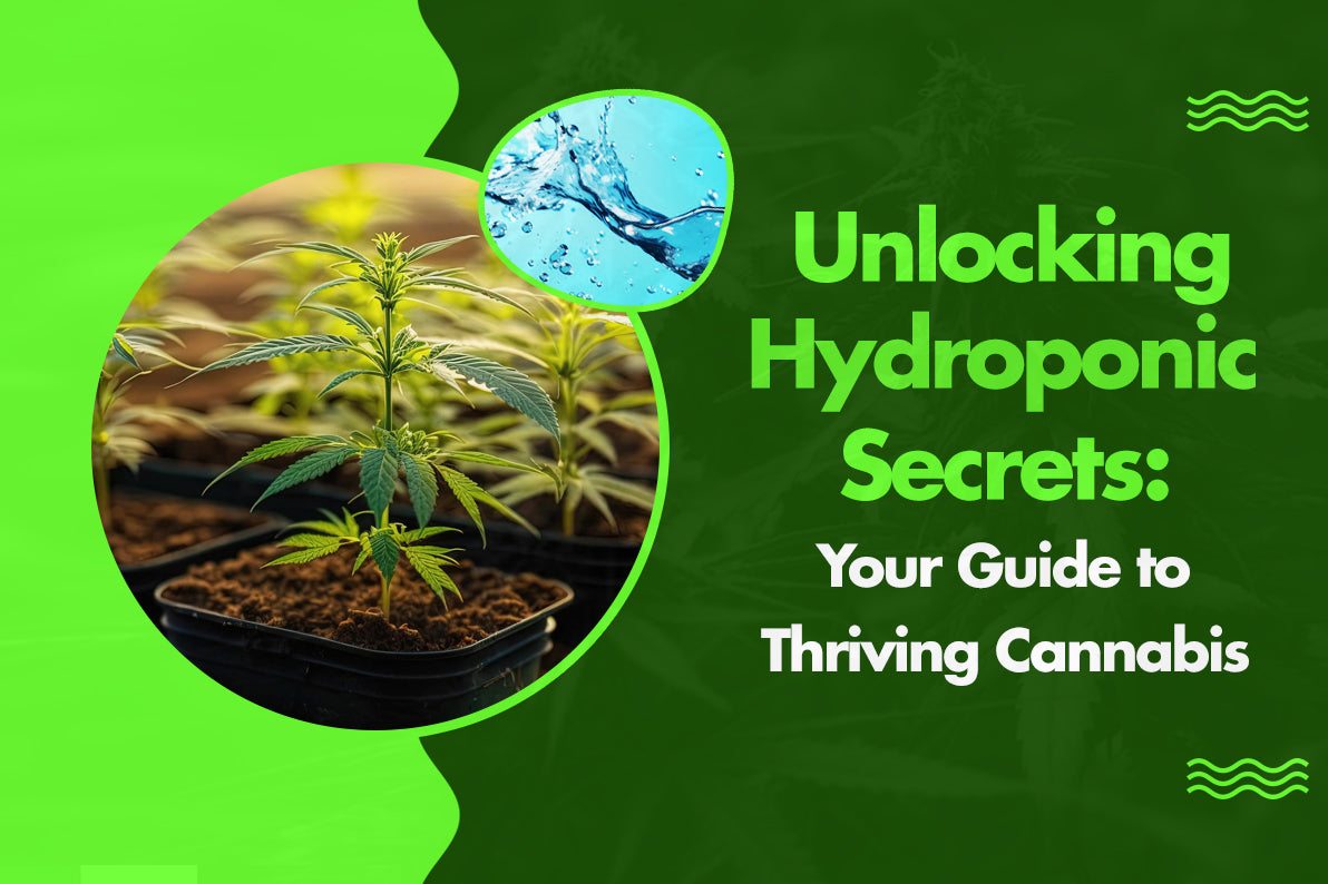Unlocking Hydroponic Secrets: Your Guide to Thriving Cannabis