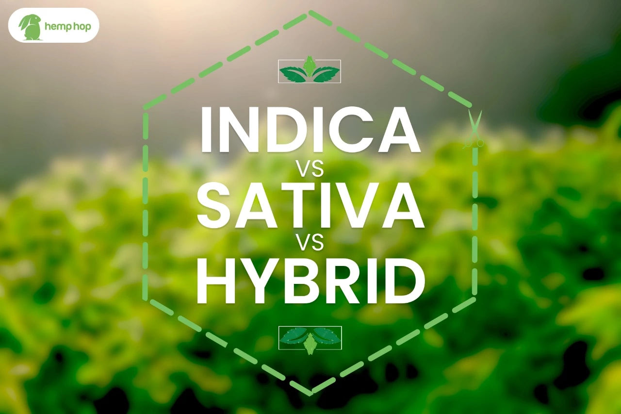 Sativa vs Indica vs Hybrid Differences & How to Choose the Best Strain