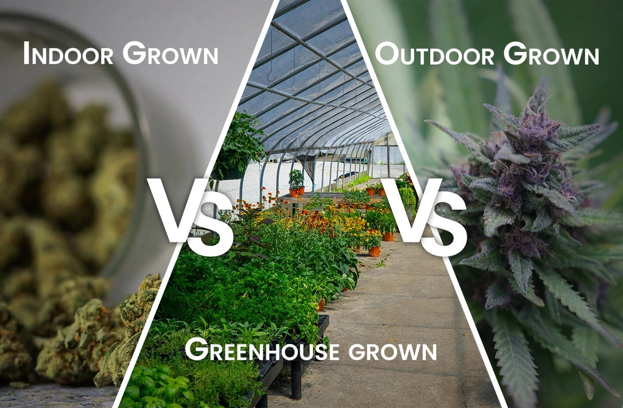Indoor Vs Greenhouse Vs Outdoor Cannabis Cultivation and Effects