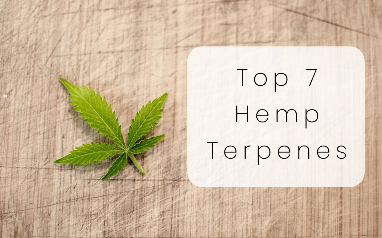 What are terpenes? Top 7 Hemp Terpene : Uses and Benefits