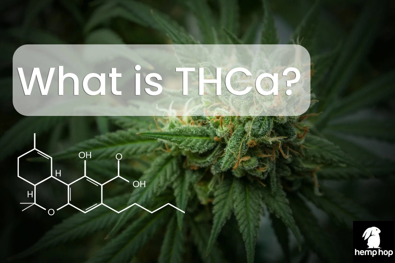 What is THCa and its benefits? How to consume THCa?