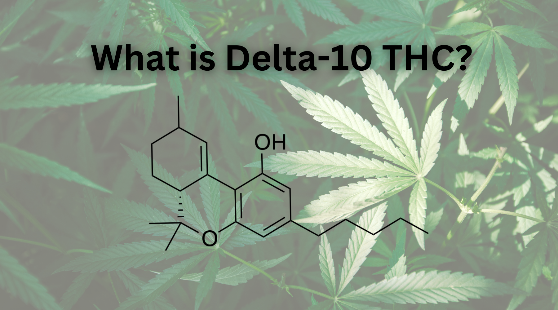 What is Delta -10 THC? Effects of Delta 10 THC