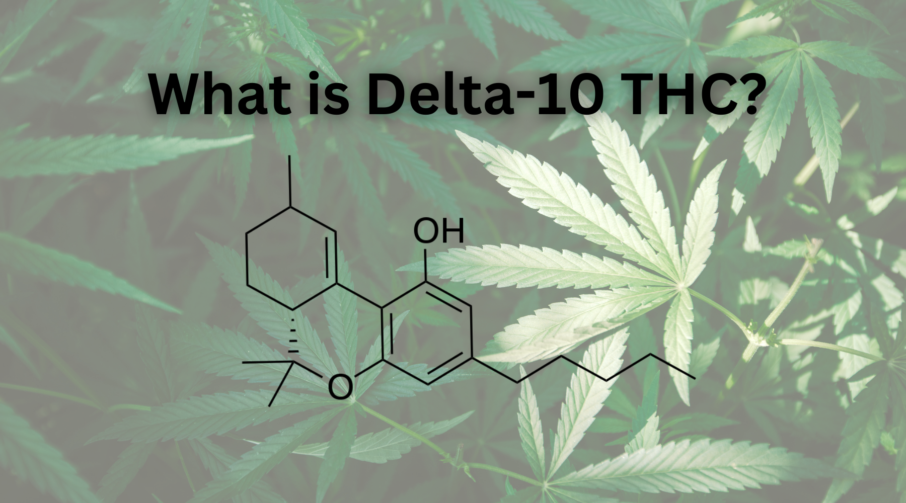 what is delta 10 thc?