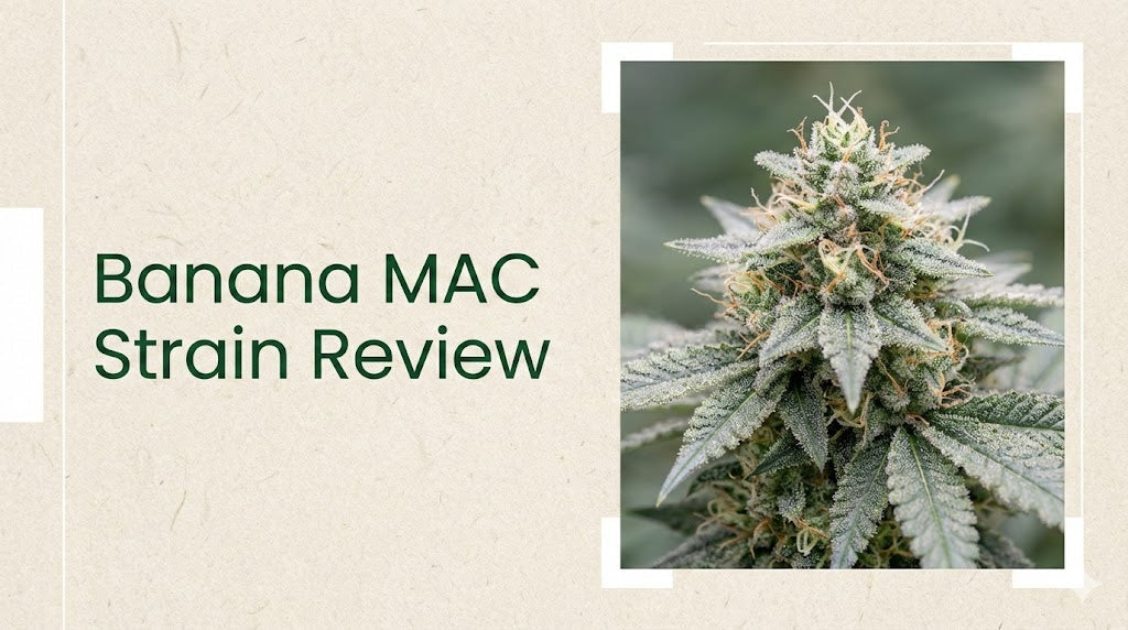 Banana MAC Strain Effects Info Review : Lineage, Taste And More