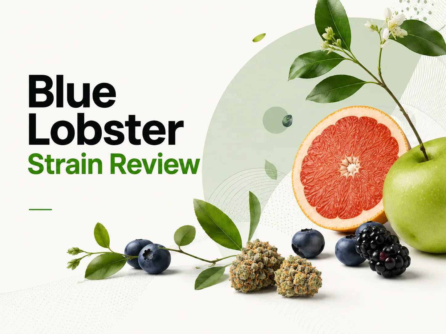 Glitter Bomb Strain Review (Indica or Sativa) Effects & THCa Level
