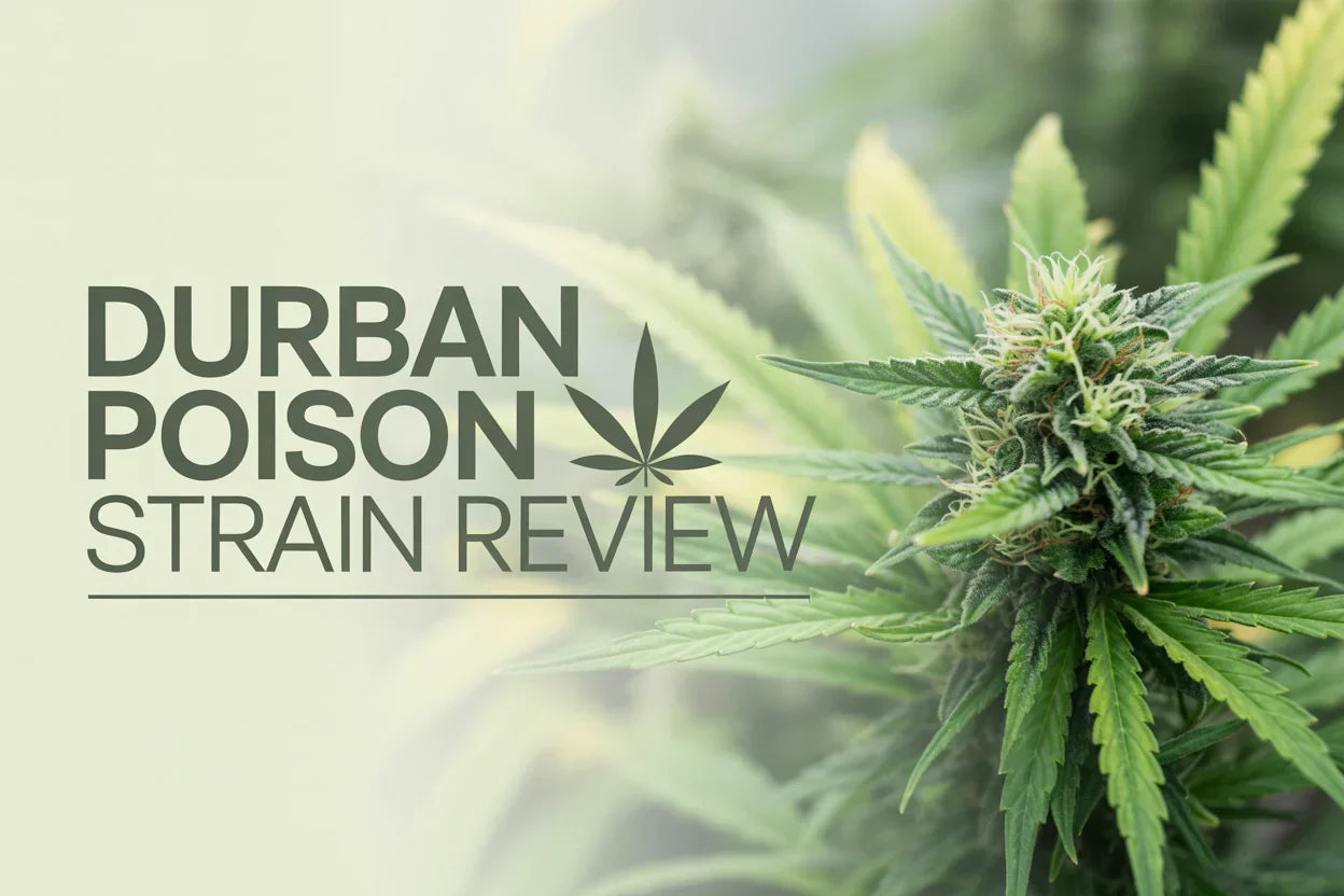 Durban Poison Strain Benefits & Effects Review Info: 100% Sativa?