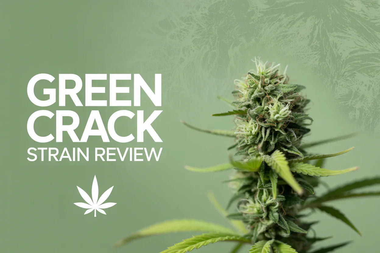 Green Crack Strain Effects Info Review : Lineage, Taste And More