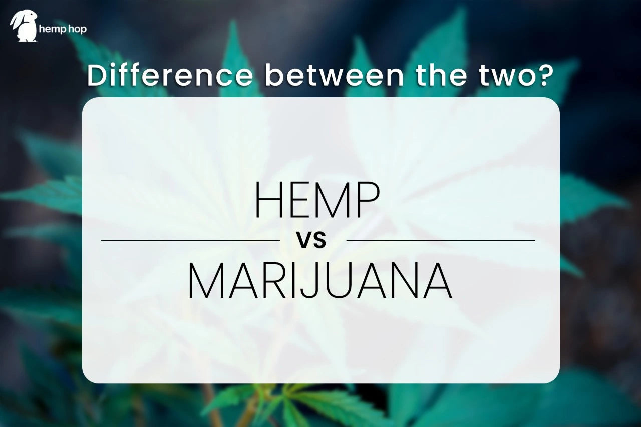 Hemp Vs Marijuana : What is the difference between Hemp and Marjuana.