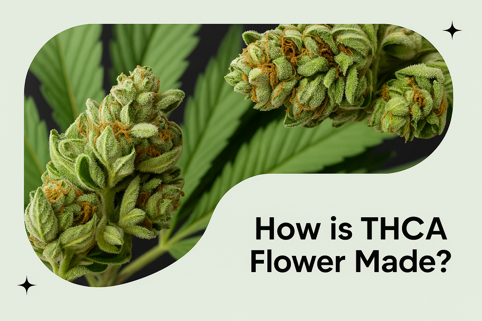 How Is THCa Flower Made? Beginner-Friendly THCa Growing Guide