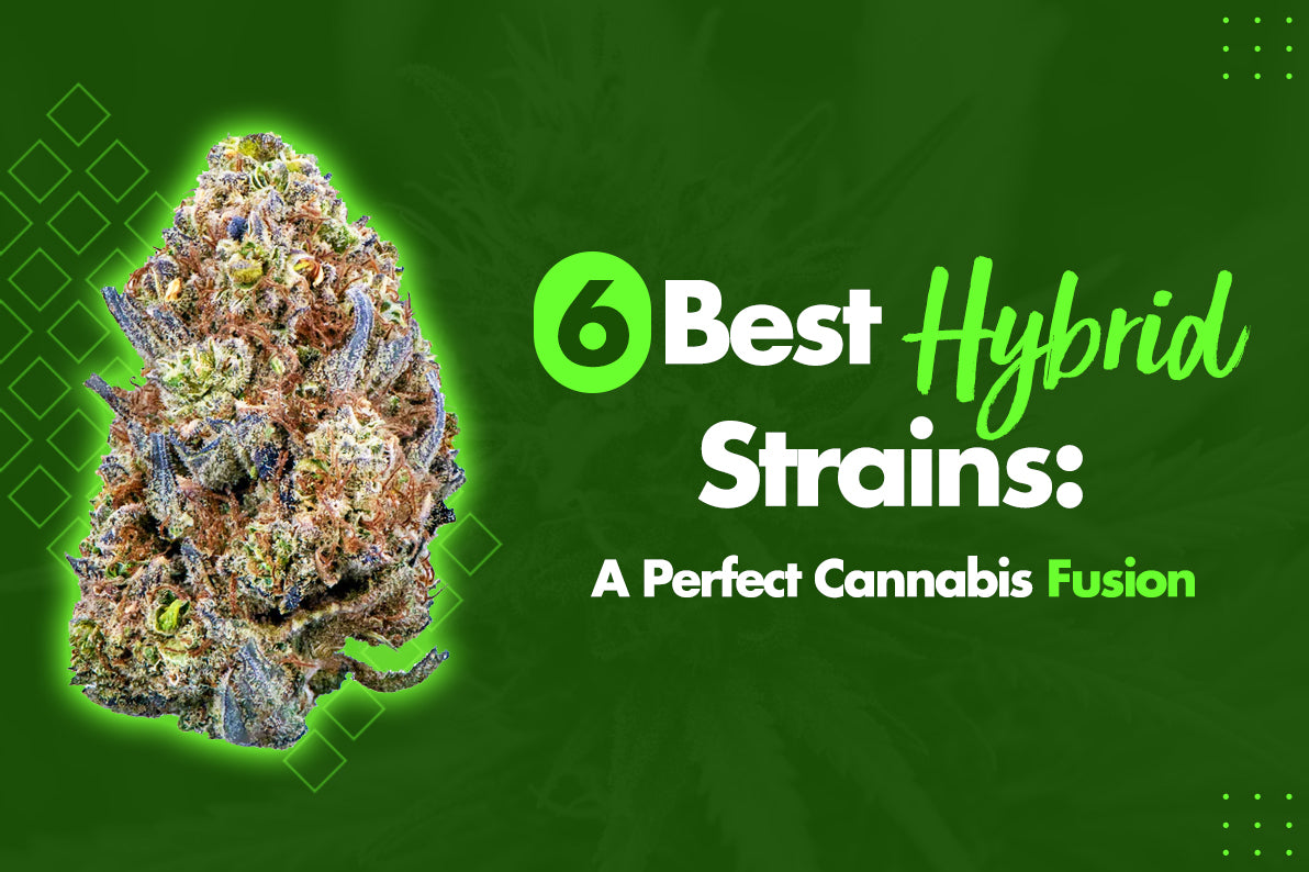6 Best Hybrid Strains: A Perfect Cannabis Fusion