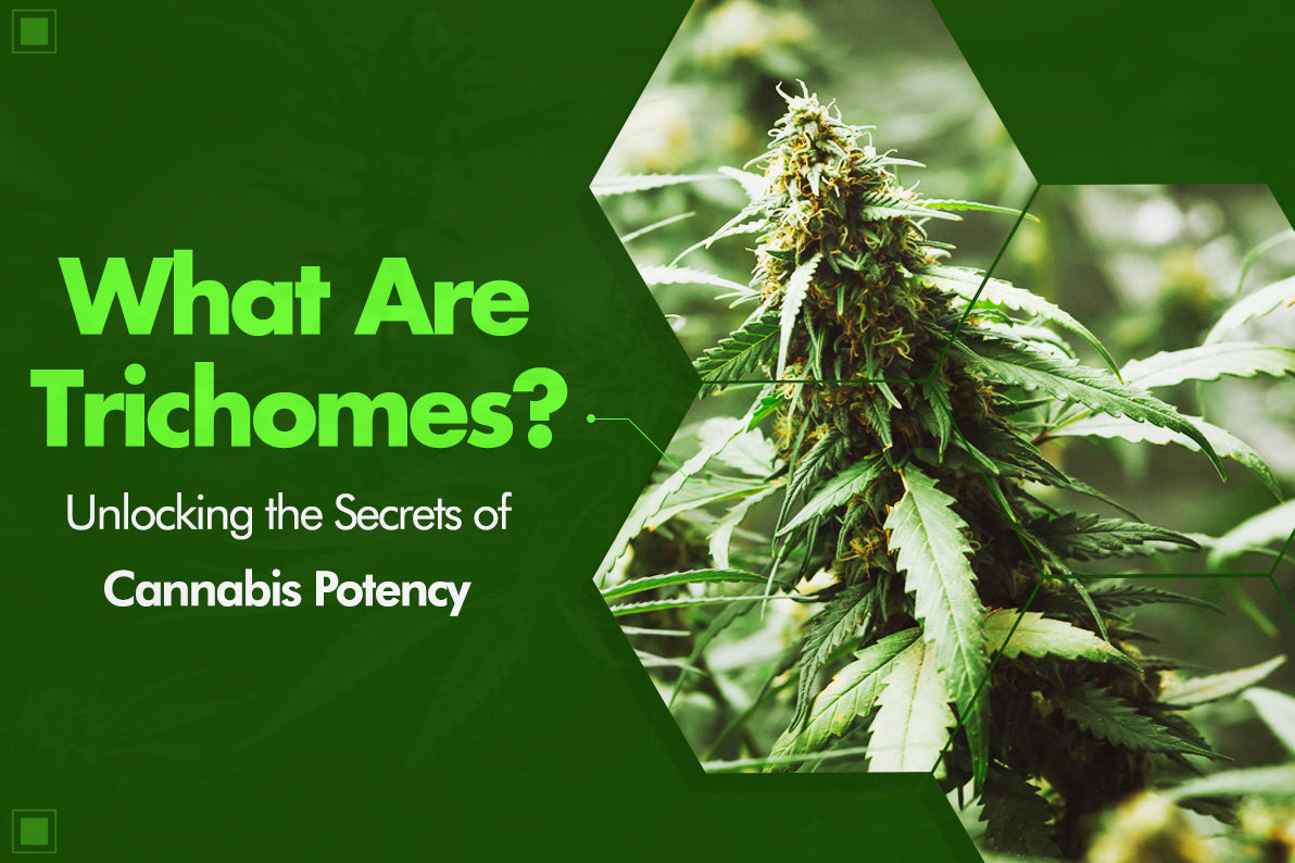 What Are Trichomes? Unlocking the Secrets of Cannabis Potency