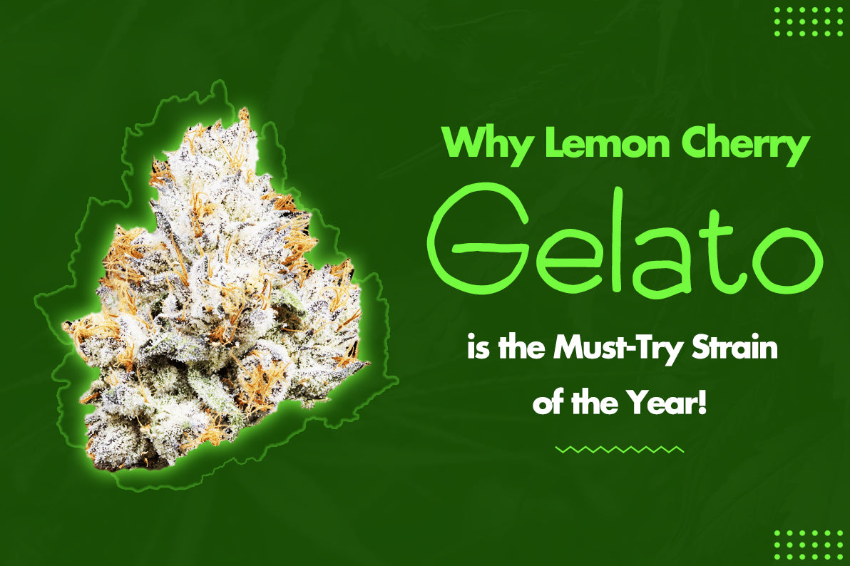 Why Lemon Cherry Gelato is the Must-Try Strain of the Year!