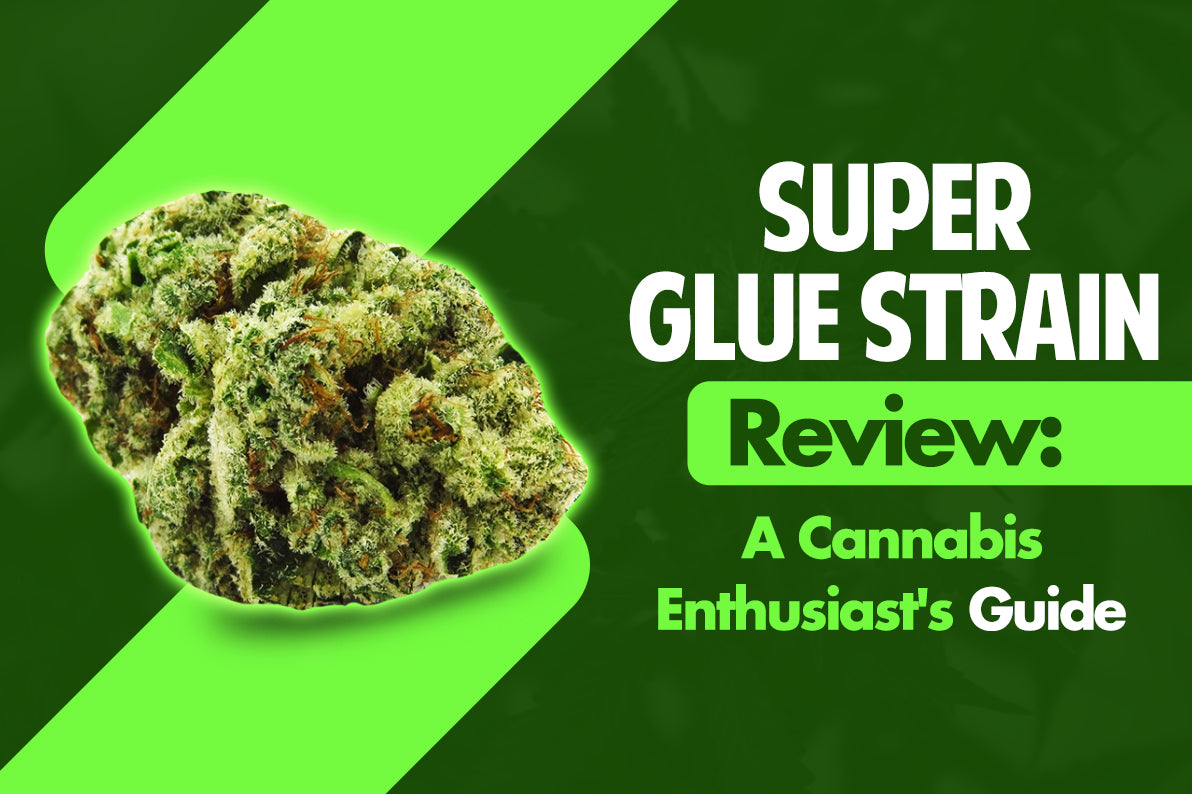 Super Glue Strain Review: A Cannabis Enthusiast's Guide