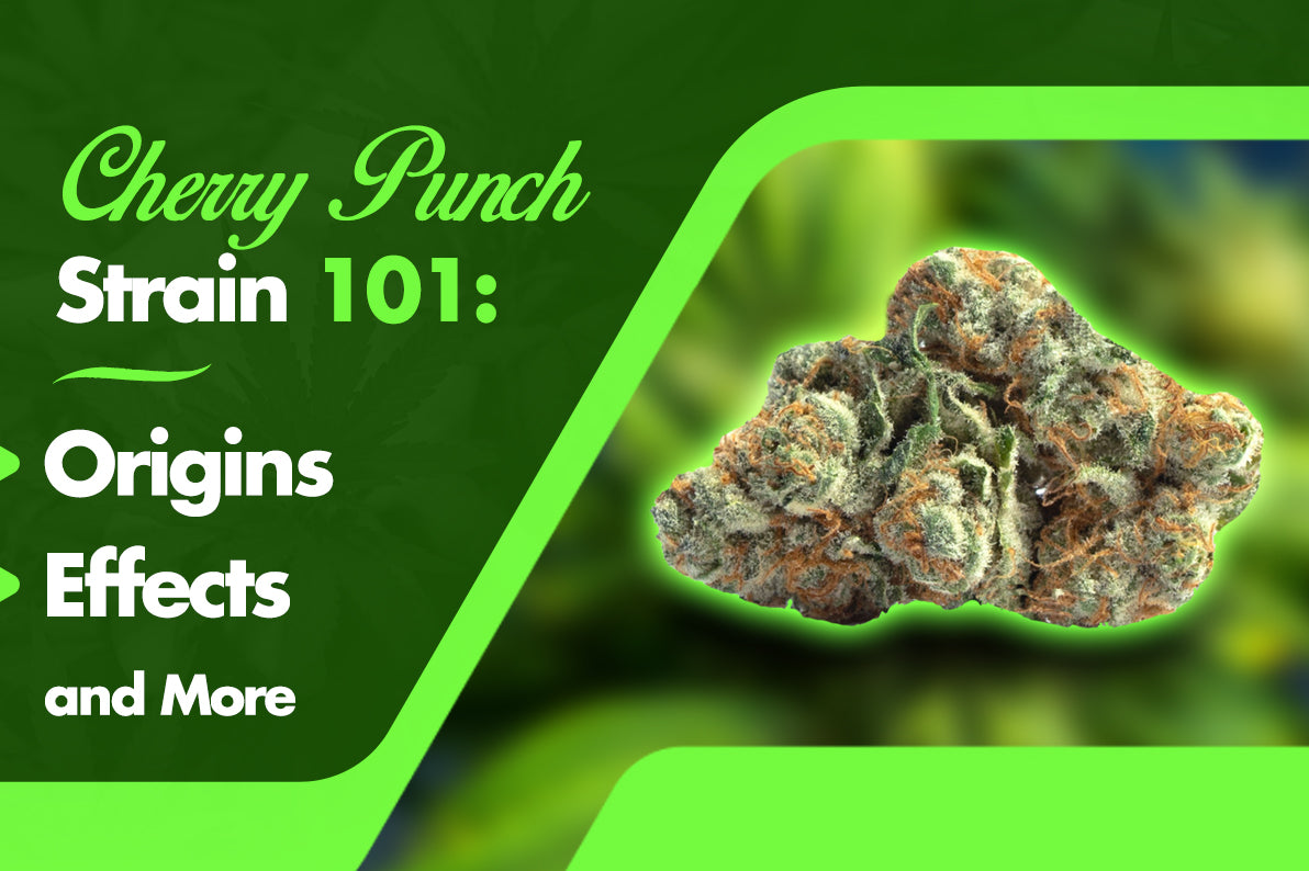 Cherry Punch Strain 101: Origins, Effects, and More