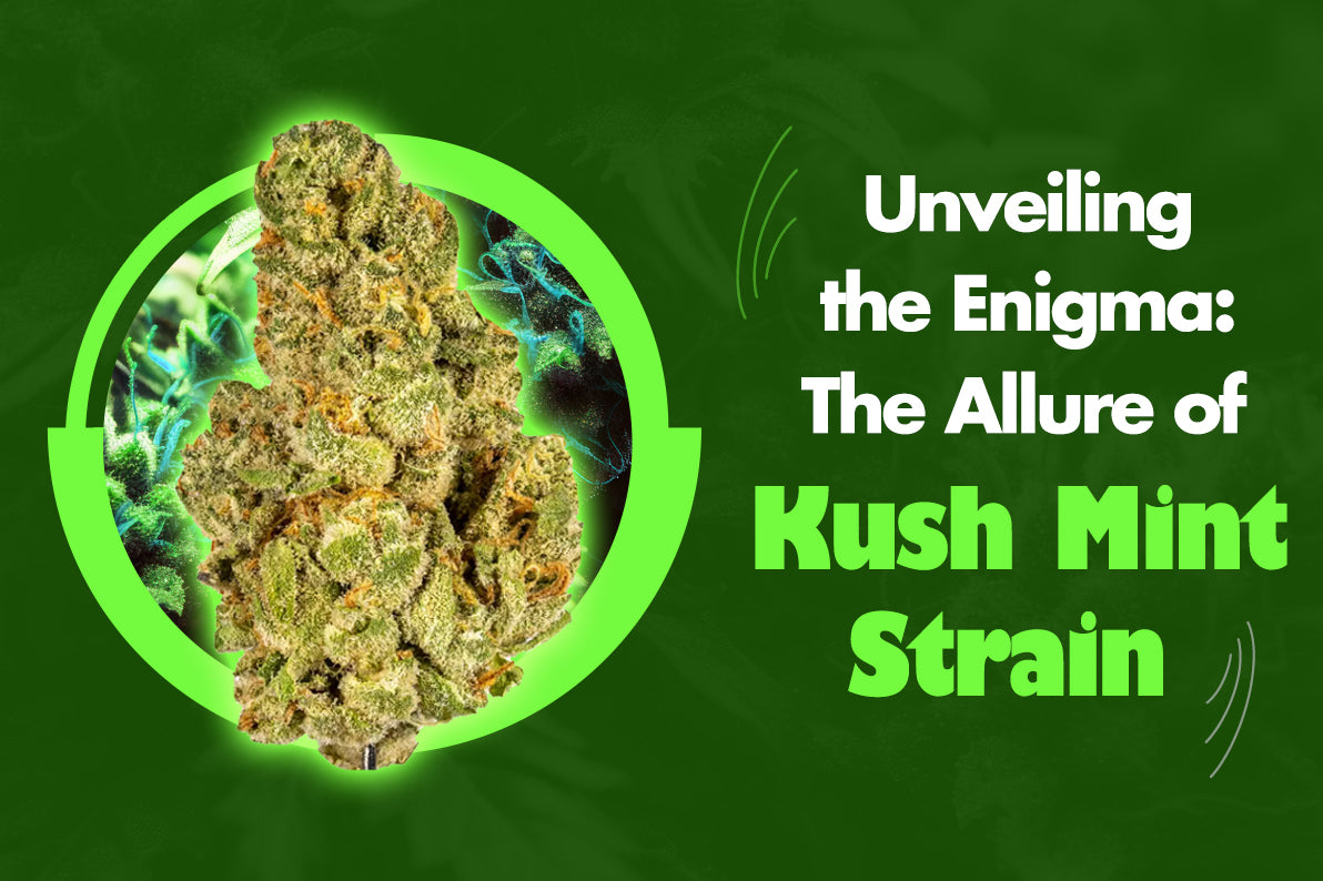Unveiling the Enigma: The Allure of Kush Mint Strain