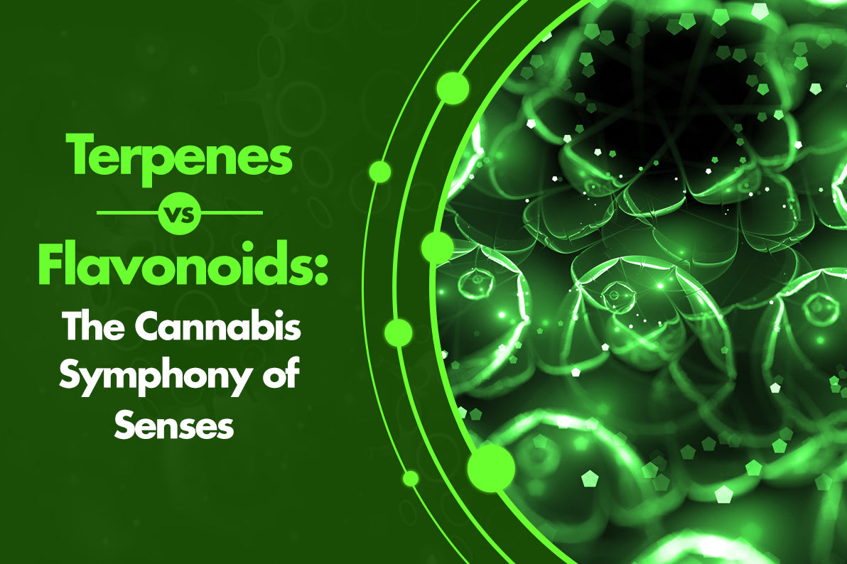 Terpenes vs. Flavonoids: The Cannabis Symphony of Senses