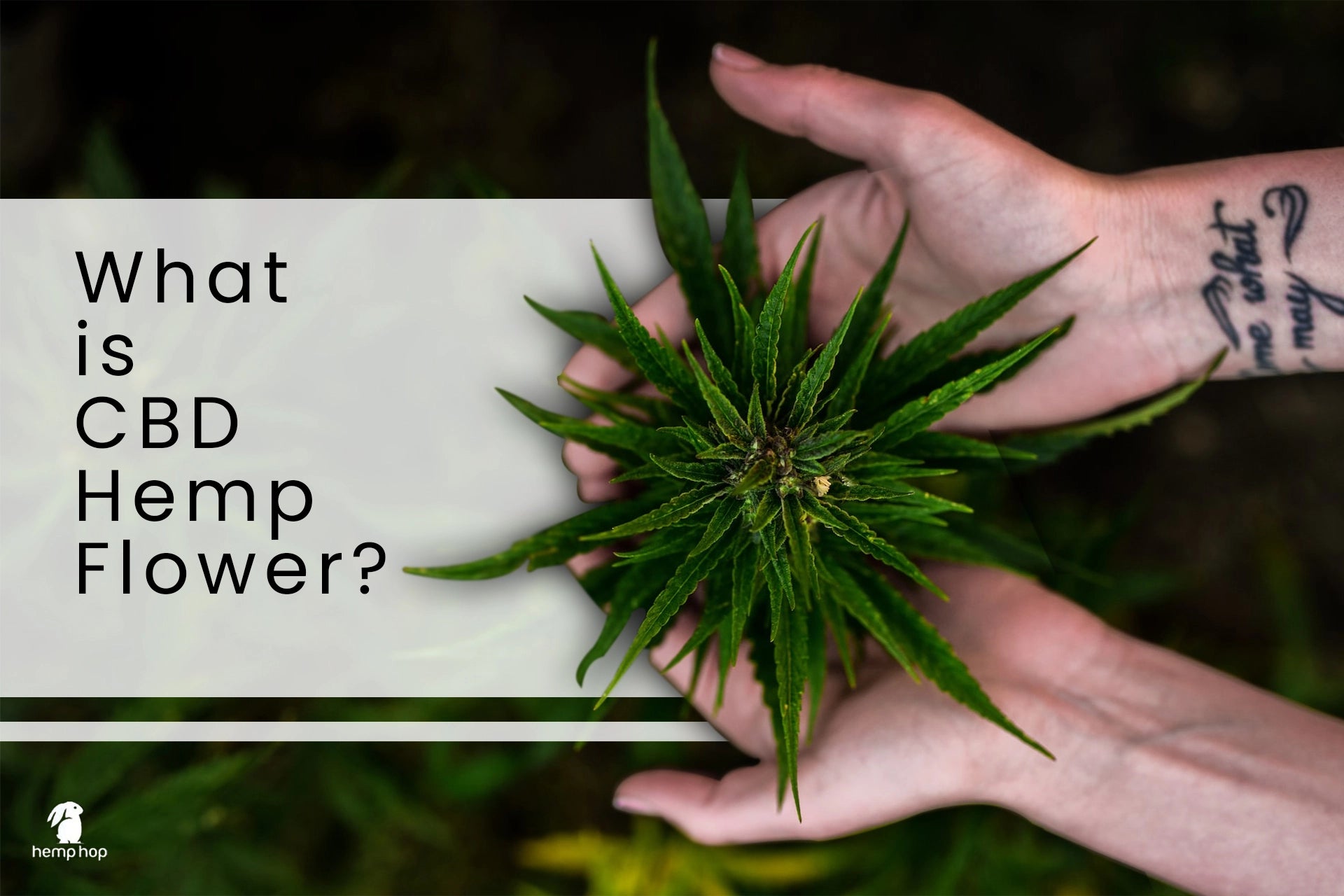 What is CBD Hemp Flower?