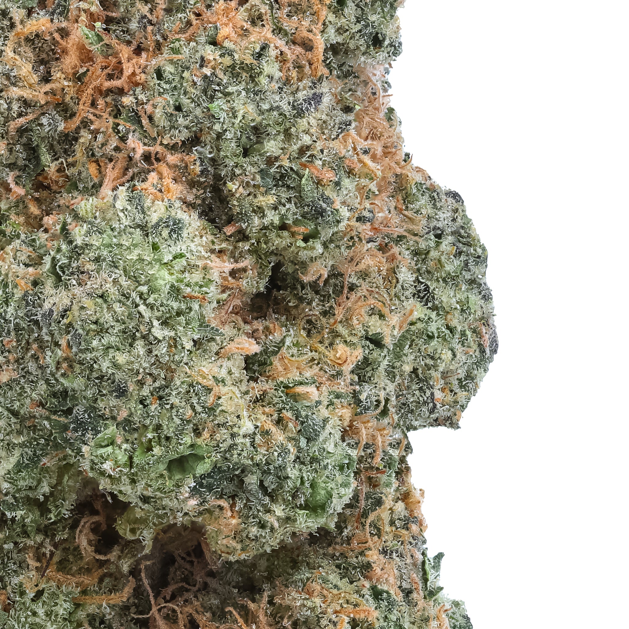 Black Maple THCa Flower