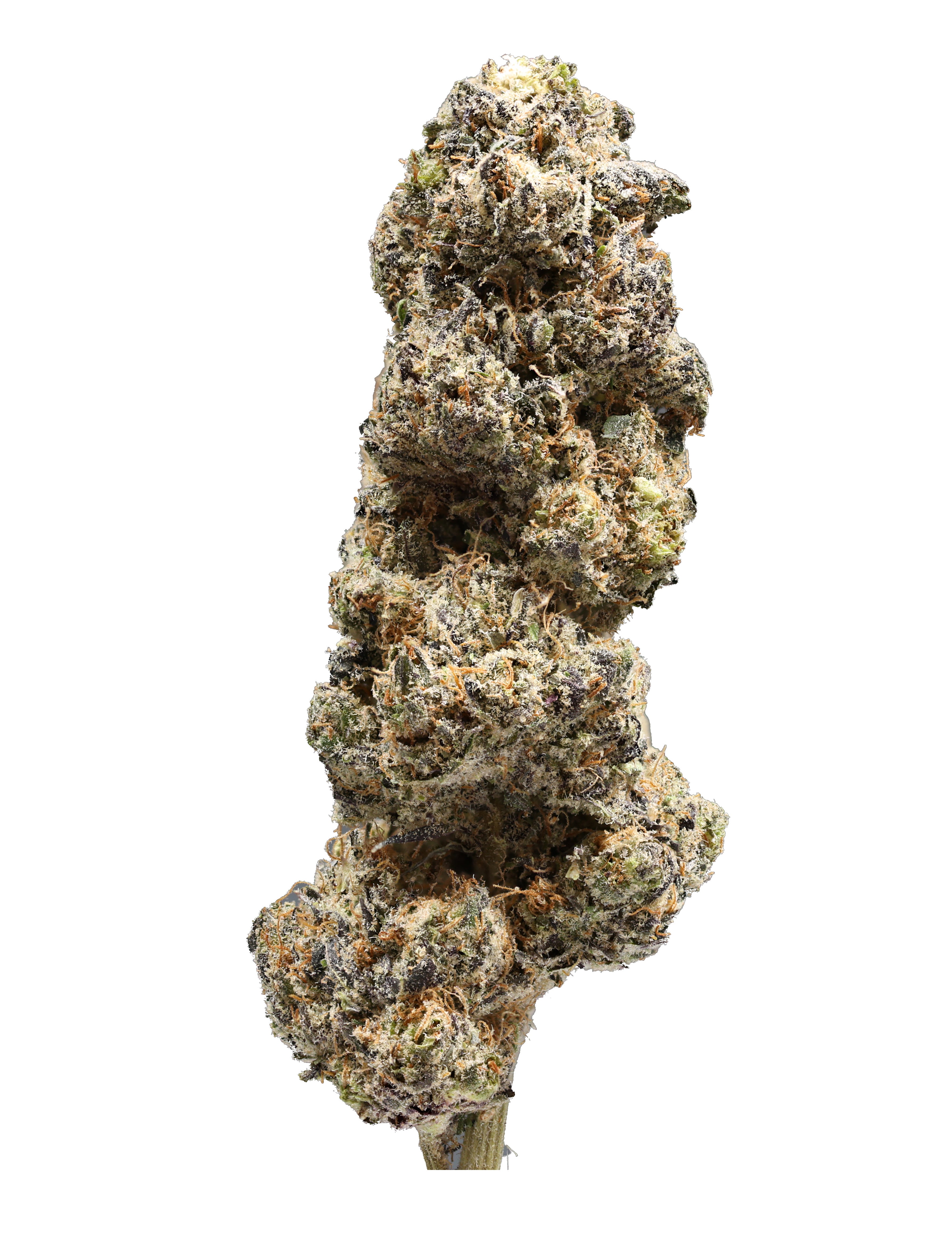 Buy Rainbow Runtz Strain THCA Hemp Flower Hemp Hop