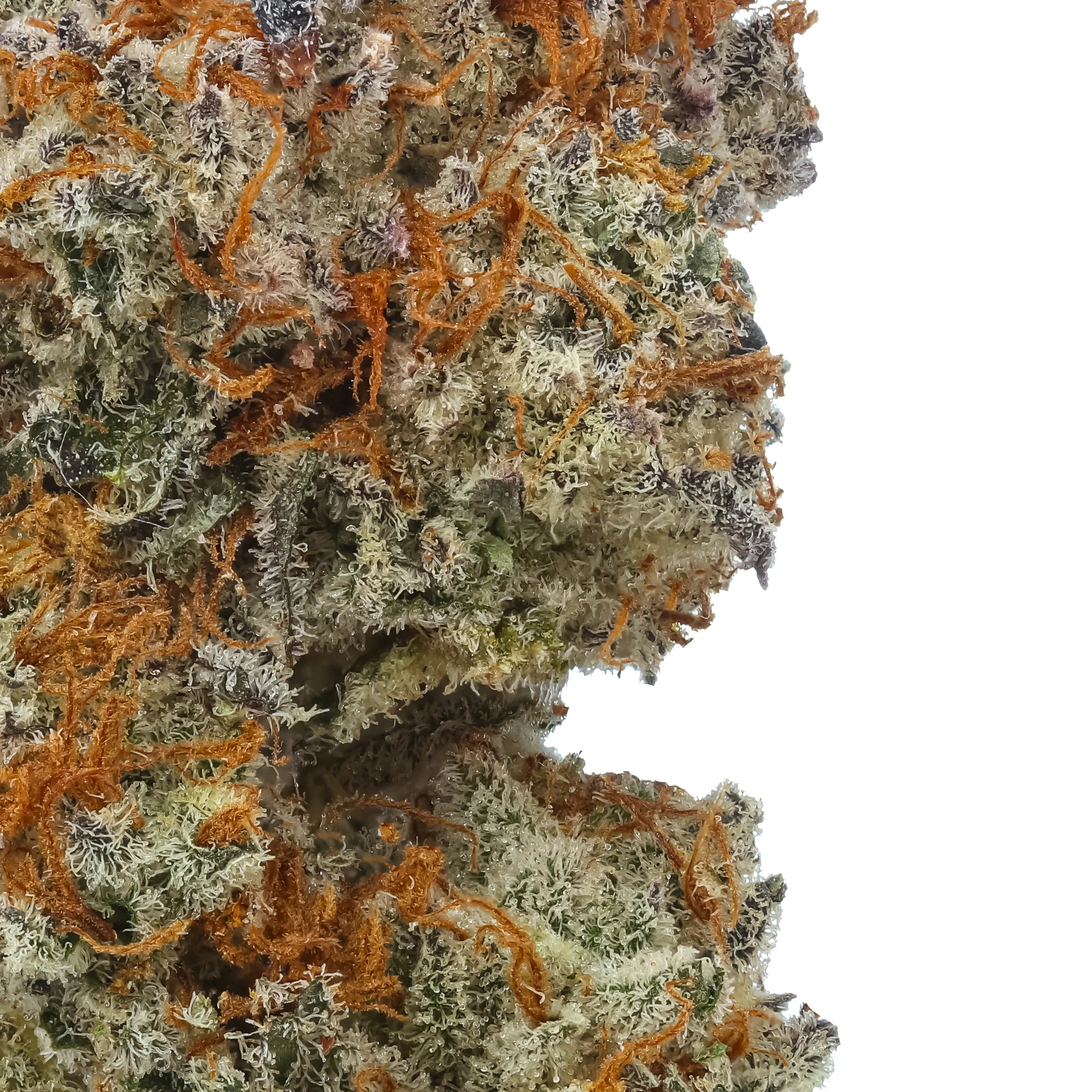 Shop Gelato Bremix THCa Flower (Triploid) Strain Online | Hemp Hop