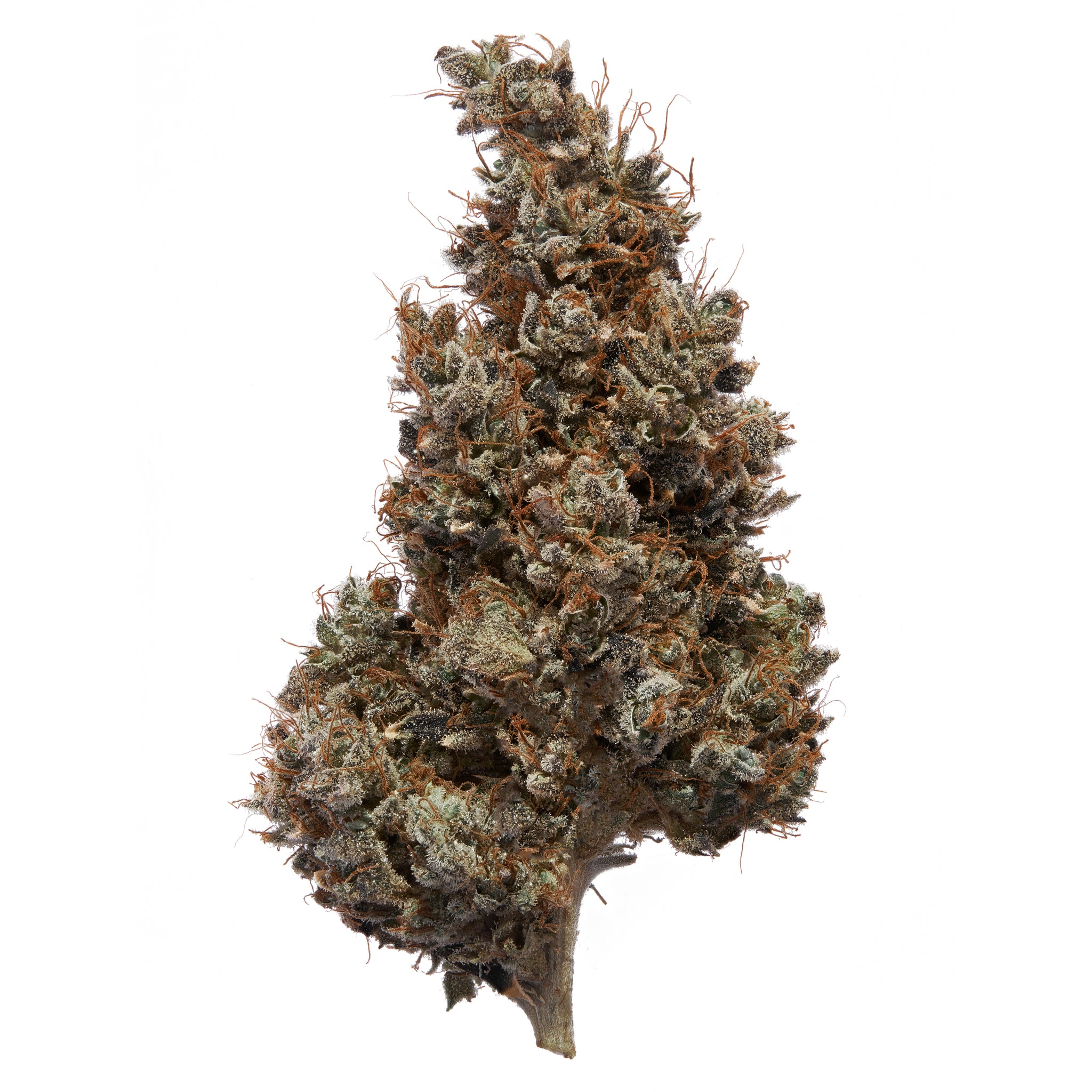 Pacific Cooler Phenotype #1 CBD Cannabis Flower